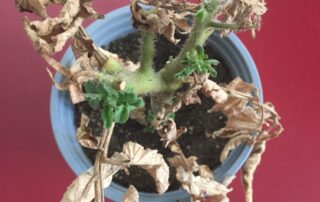 C6ACAF4A DD1D 4694 B4F2 248ACE1493C1